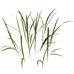 Poa trivialis B spring summer