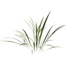 Poa trivialis C spring summer