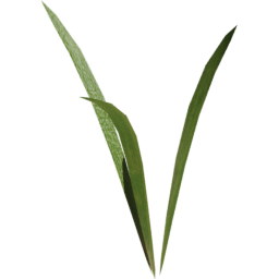 Strands Lolium perenne A spring summer