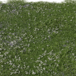 Grass Achillea B spring summer