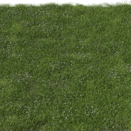 Grass Bellis C spring summer