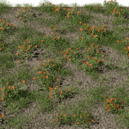 Grass Calendula D spring summer