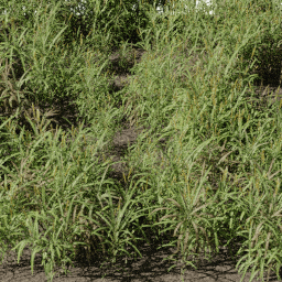 Grass Cenchrus purpureus C spring summer