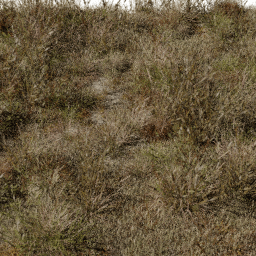 Grass Digitaria dry A autumn