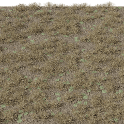 Grass Dry with leaves A summer autumn