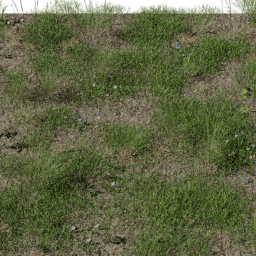 Grass European Meadow B spring summer