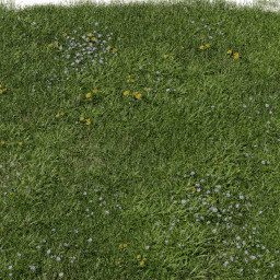 Grass European Meadow D spring summer