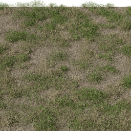 Grass Lawn Semi Dry A summer autumn