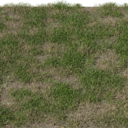 Grass Leaves A spring summer