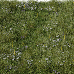 Grass Meadow flowers tall A spring summer