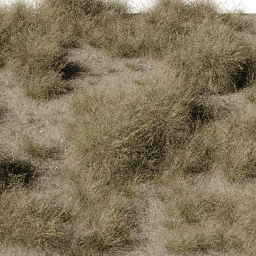 Grass Muhlenbergia dry A spring summer autumn