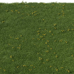 Grass Teraxacum C spring summer