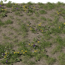 Grass Wildflowers A spring summer