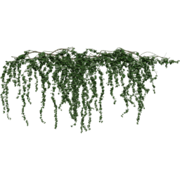 Hanging Hedera helix B spring summer autumn