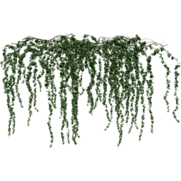 Hanging Hedera helix C spring summer autumn