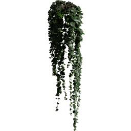 Pot Hedera helix C spring summer autumn
