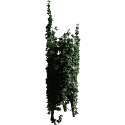 Tree Hedera helix B spring summer autumn