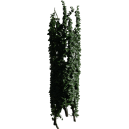 Tree Hedera helix C spring summer autumn
