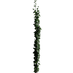 Wire Hedera helix B spring summer autumn