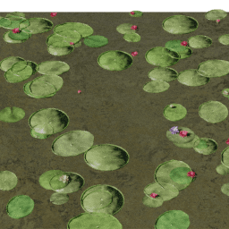 Lilypads Mixed blooming B spring summer