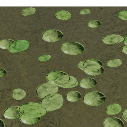 Lilypads Victoria B spring summer