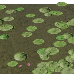 Lilypads Victoria blooming B spring summer