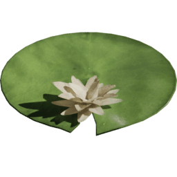 Blooming Nymphaea alba A spring summer