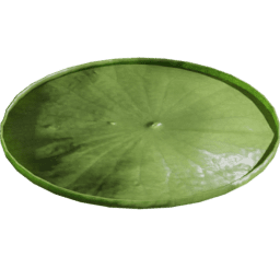 Victoria amazonica B spring summer