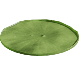 Victoria amazonica C spring summer