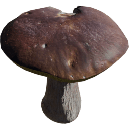 Boletus edulis A spring summer autumn winter