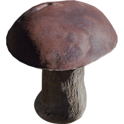 Boletus edulis B spring summer autumn winter