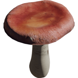 Russula emetica B spring summer autumn winter