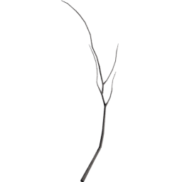 Populus tremuloides A spring summer autumn