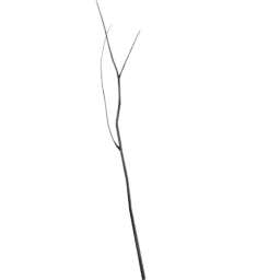 Populus tremuloides B spring summer autumn