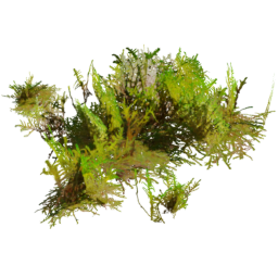Rhytidiadelphus squarrosus B spring summer autumn