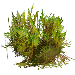 Rhytidiadelphus squarrosus E spring summer autumn