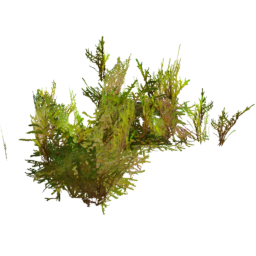 Rhytidiadelphus squarrosus F spring summer autumn