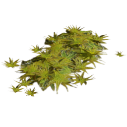 Tortula ruralis C spring summer autumn