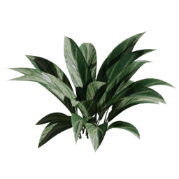 Aspidistra elatior A spring summer autumn