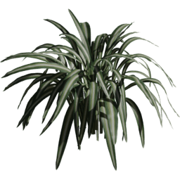 Chlorophytum comosum A spring summer autumn