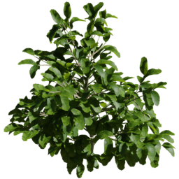 Coffea arabica A spring summer