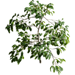 Coffea arabica D spring summer