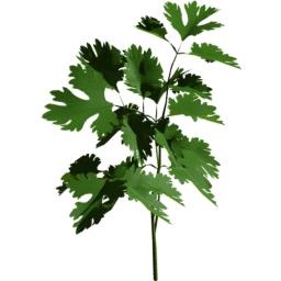 Coriandrum sativum A spring summer autumn