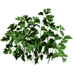 Coriandrum sativum B spring summer autumn