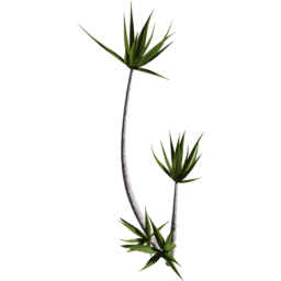 Dracaena reflexa A spring summer autumn