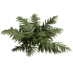 Dryopteris carthusiana D spring summer autumn