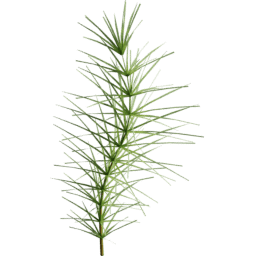 Equisetum arvense A summer