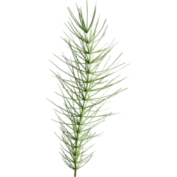 Equisetum arvense B summer