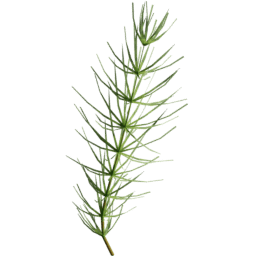Equisetum arvense C summer