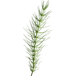 Equisetum arvense D summer